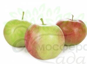 Яблоня Слава Победителям 